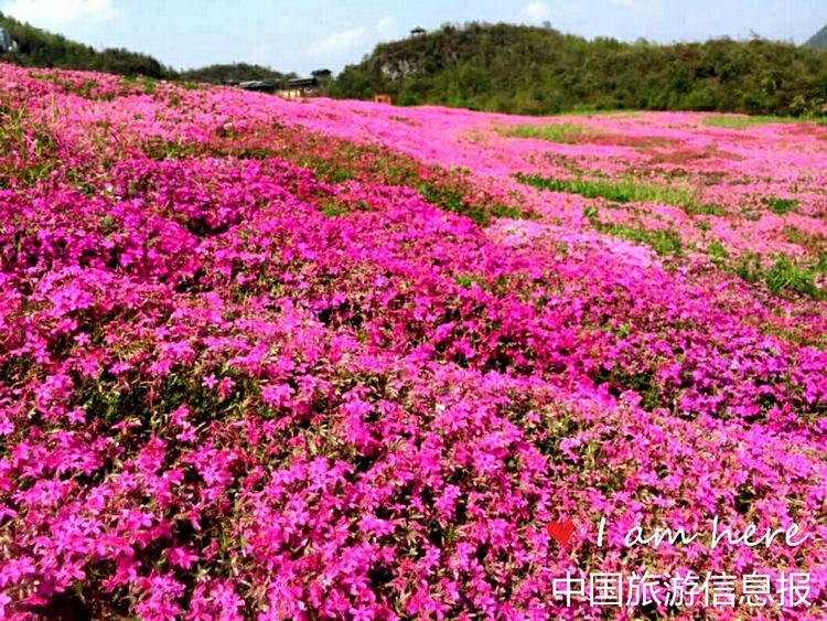 珍情今生相识花海贵州百里杜鹃手牵手荧光夜跑9月启动