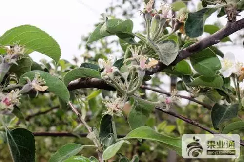 苹果树串花枝与腋花芽的修剪方法及注意事项