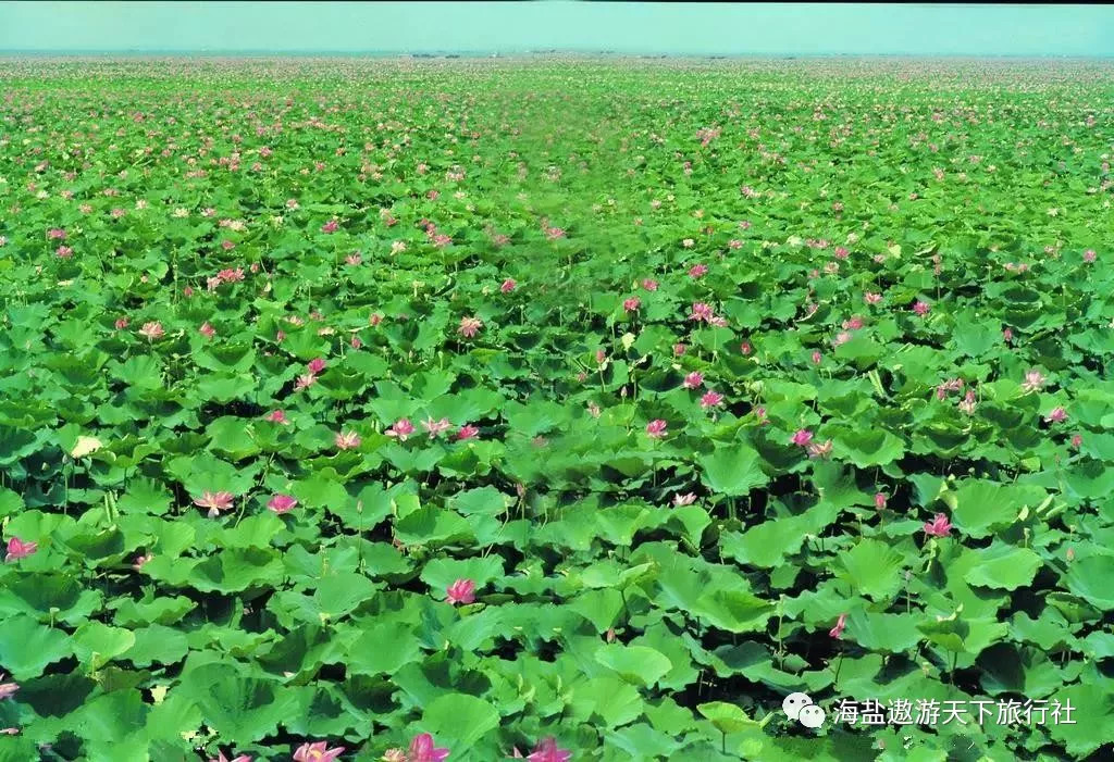 不自理者视为放弃景区游览,于景区外等候,约3小时)湖上的10万亩荷花蔚