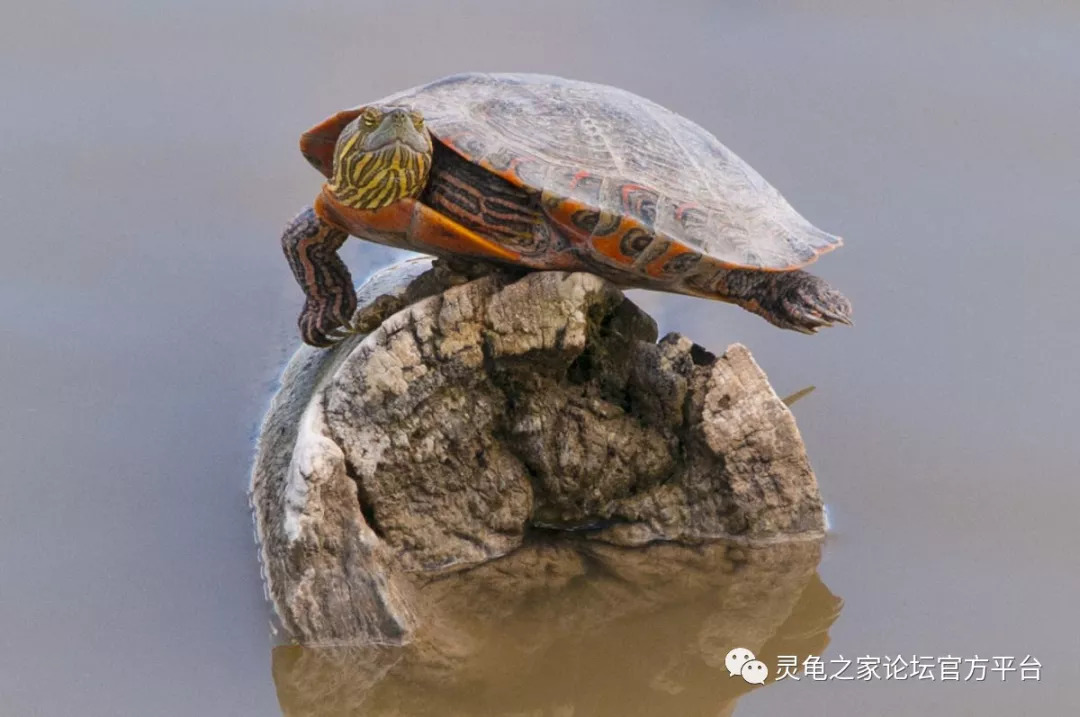 乌龟甲壳破裂的医治与护理