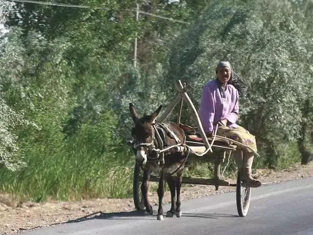 新疆毛驴子车,你见过没有