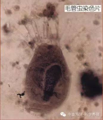 毛管虫累枝虫指环虫虫体放大寄生在鳃丝上的指环虫肤孢虫车轮虫3车轮