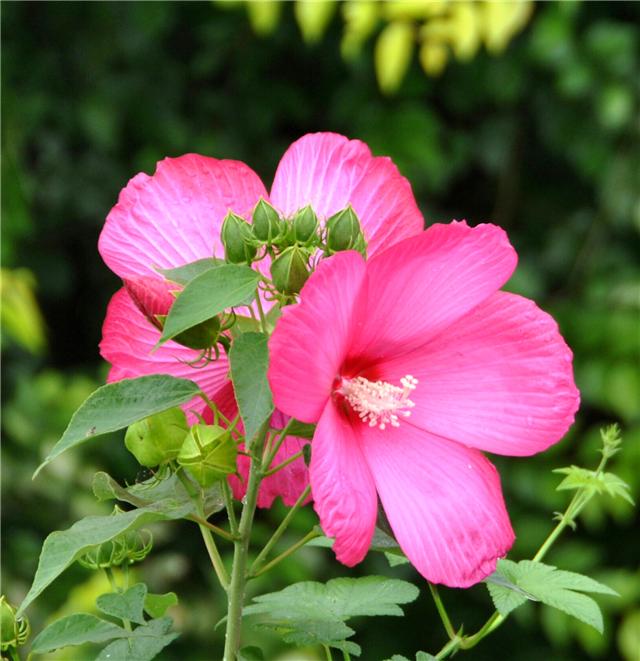 大花芙蓉葵