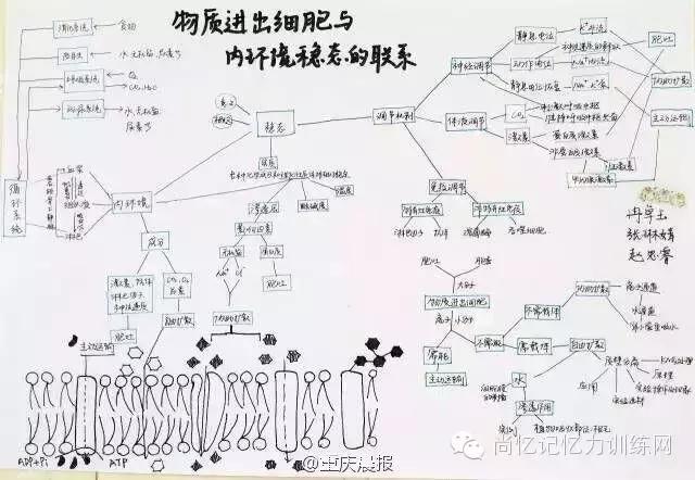 高三学霸生物笔记走红 手绘图逆天