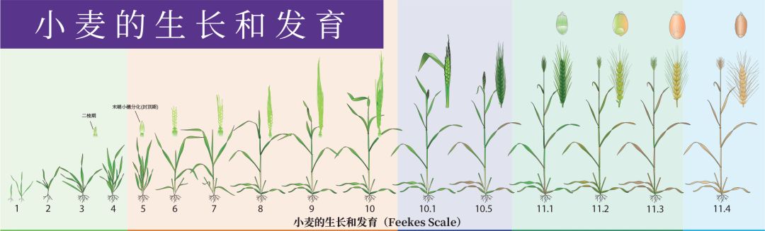 小麦生长发育图-中文版