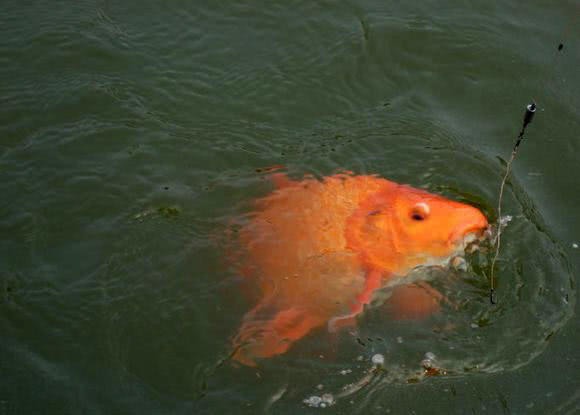 红鲤鱼为什么不能吃