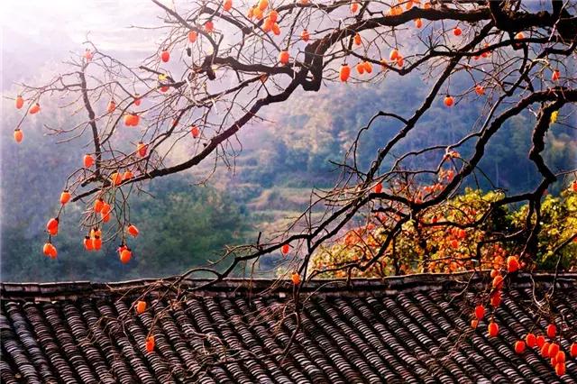 一场场秋雨,一阵阵秋风,柿子红透了