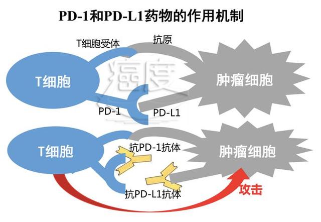 如果pd1因副作用停药还能使用pdl1吗