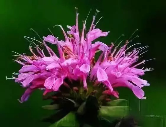 精彩推荐丨花之声常见露地宿根花卉