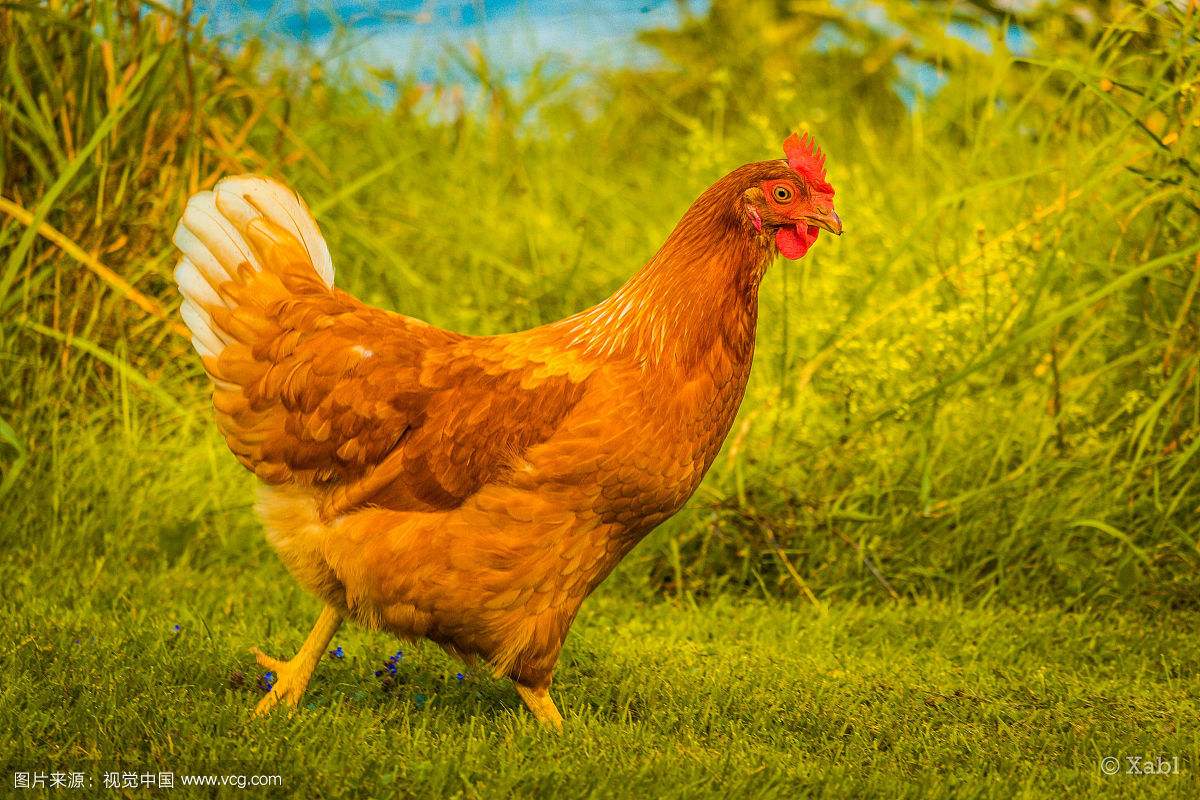 规模化父母代肉种鸡场的饲养管理--第十二章规模化肉种鸡疾病防控之三法氏囊病的防治 - 种禽/孵化专区 鸡病专业网论坛