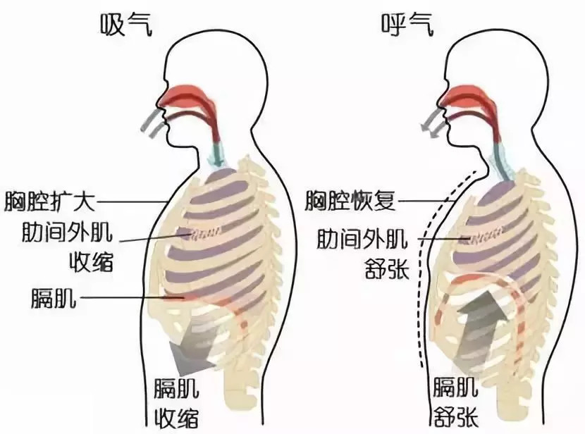 人口呼吸怎么做_人在呼吸时不能同时进行的生理活动是