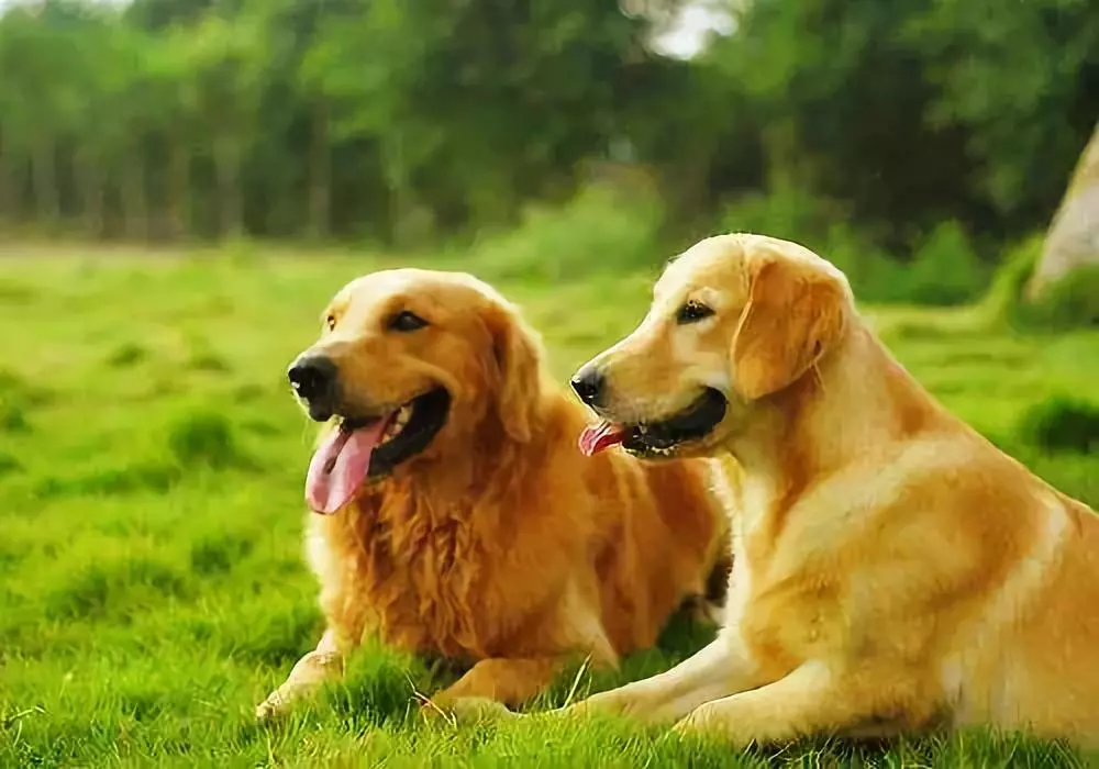 金毛犬的毛要长 拉拉则是短毛 2,肩高 金毛肩高在51 ~ 61 cm左右