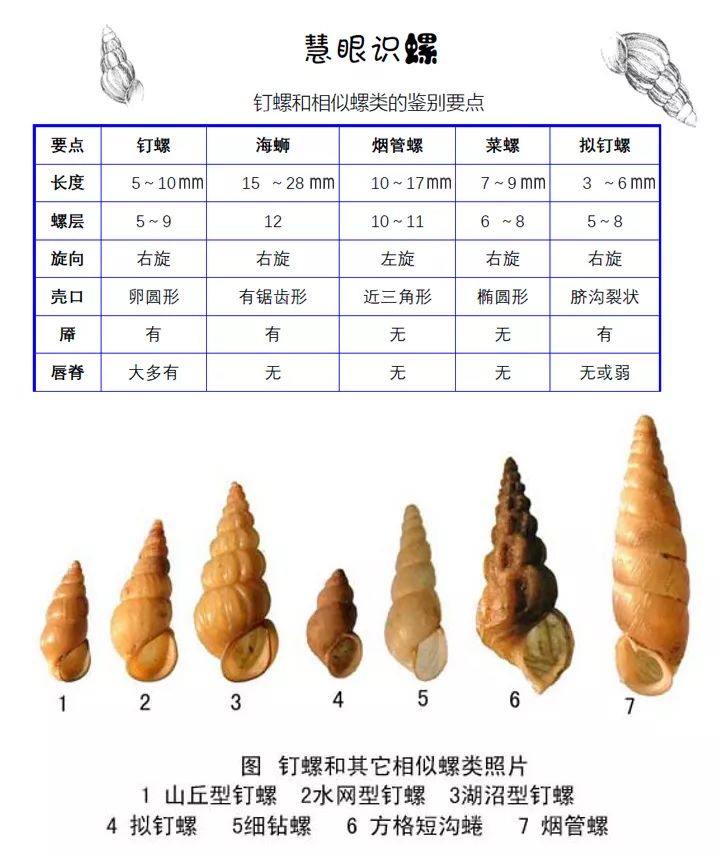 钉螺是日本血吸虫唯一的中间宿主,它生活在温带和亚热带的淡水里或