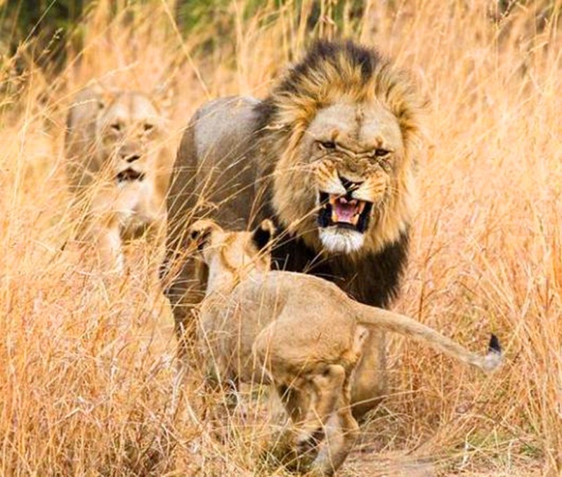 小狮子乱跑挡道惹怒雄狮,直接被雄狮怒吼教训,小狮子一脸懵