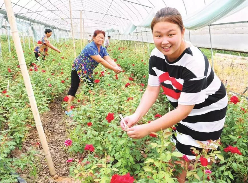 玫瑰,非洲菊,月季…… 荆州人,你买的花可能都来自这里!