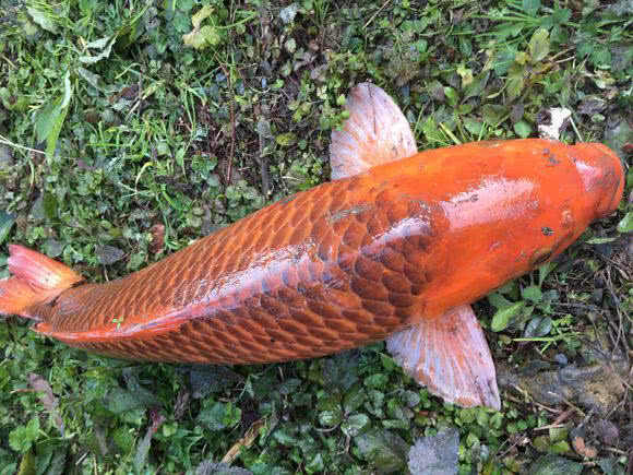 红鲤鱼为什么不能吃