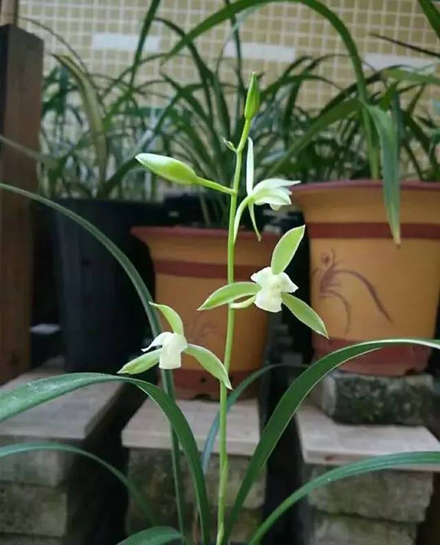 带花苞建兰素心银边大贡兰花苗兰草花卉盆栽盆景绿植包邮