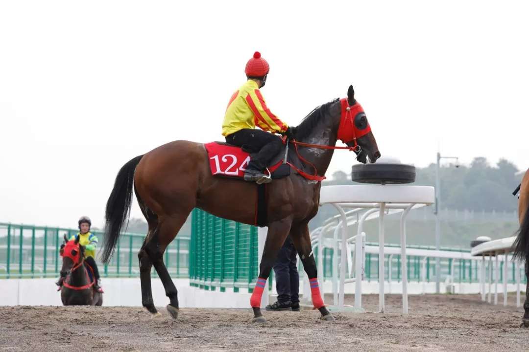 视频直击现场历时8年香港赛马会从化马场正式开幕