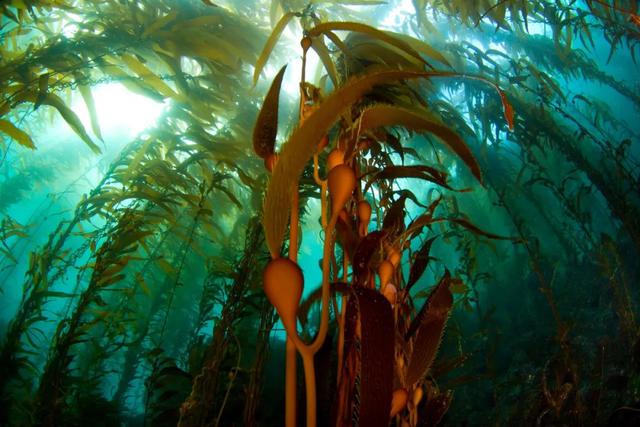 海带 摄影:  ethan daniels 4海洋里的浮游植物能碳汇吗?少部分.