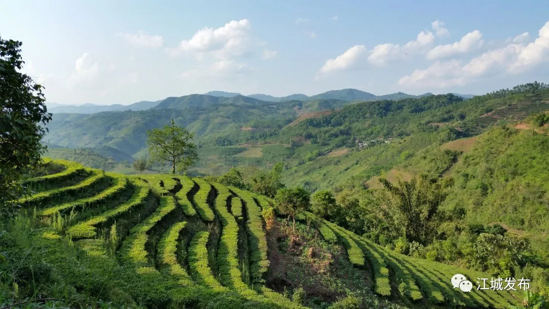 第十三届中国云南普洱茶国际博览交易会江城馆欢迎您