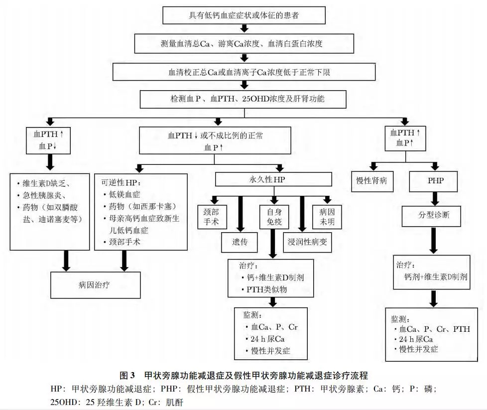 专家共识甲状旁腺功能减退症的临床治疗