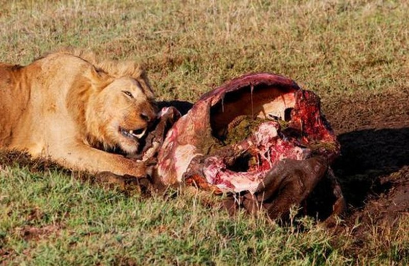 雄狮正在吃肉,旁边的鬣狗胡狼来蹭食,雄狮这反应让人没想到
