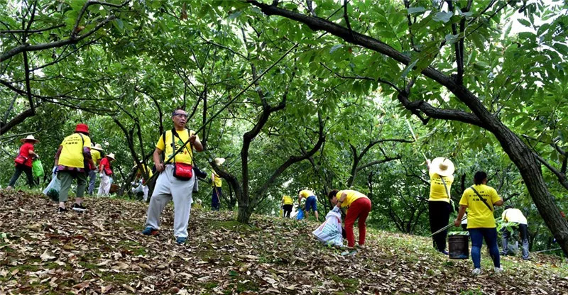 金寨第二届板栗采摘旅游节:栗果飘香,千人共享!