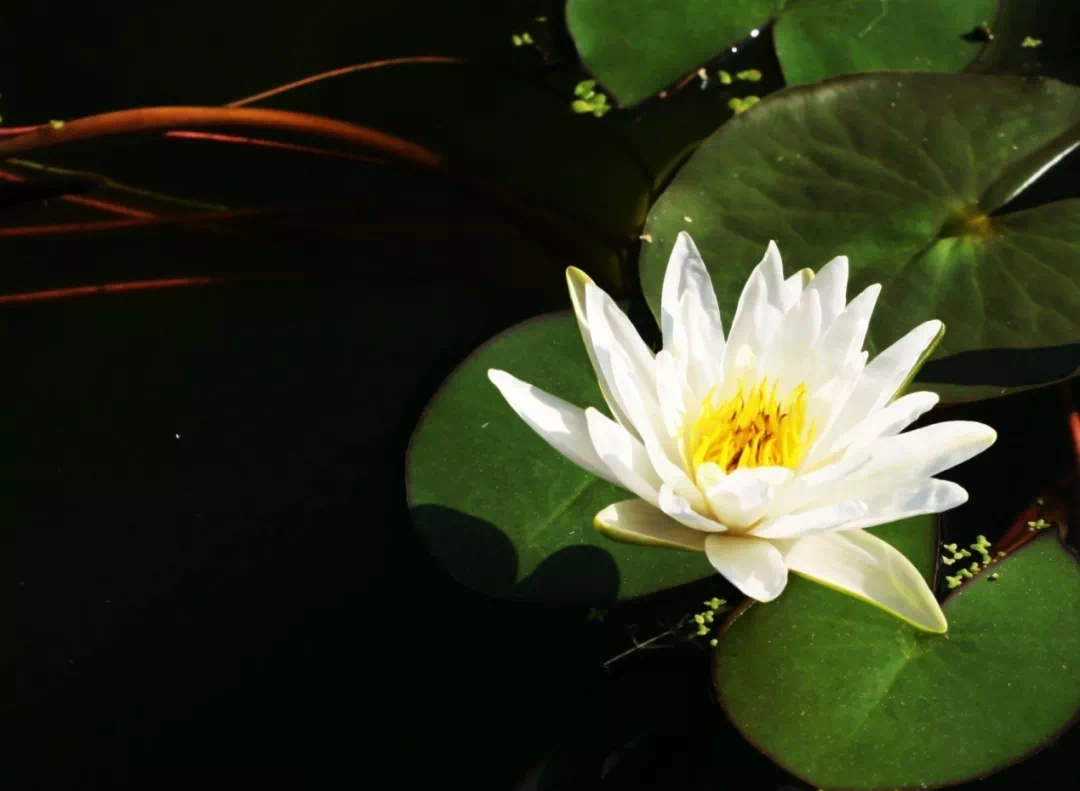 德州壹号院:七月花神故事 莲花花神周敦颐