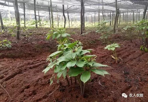 滇重楼(七叶一枝花)的种植技术与田间管理技术