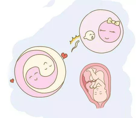 5个影响胚胎着床的宫腔因素你知道几个