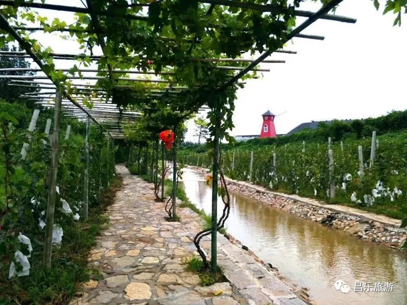 赠送庵上湖葡萄一箱;1,9月1日-9月2日两天,到庵上湖葡萄沟采摘露天