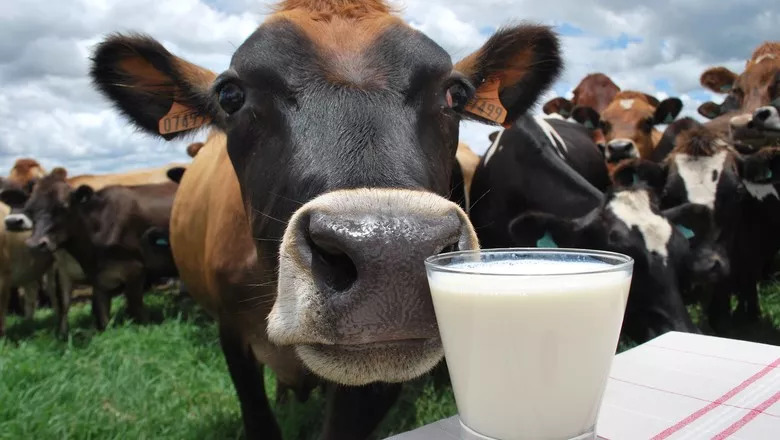 新西兰高价牛奶真的比低价牛奶更好吗？呵呵~比比看喽~