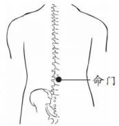 对命门穴进行点按,以每分钟不超过60次的频率,按摩10分钟左右,每日1