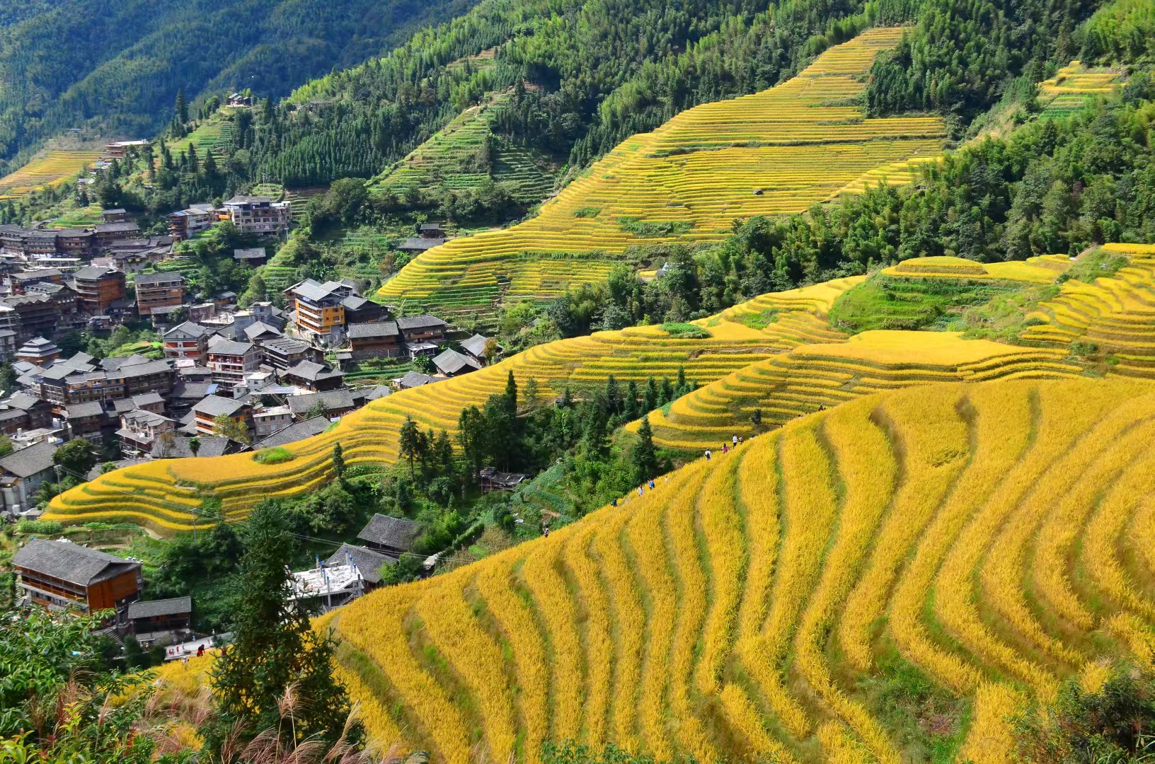 丛林a部落户外龙胜龙脊9月815日龙脊梯田特惠开启黄色模式广西湖南