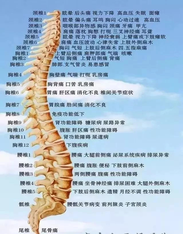 脊椎对女人到底有多重要-人体