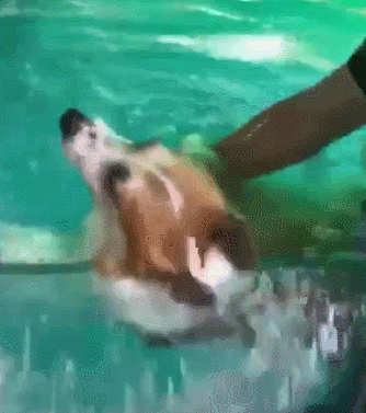 柯基花式溺水,真是我见过游泳最笨的狗子,柯基:翻船啦