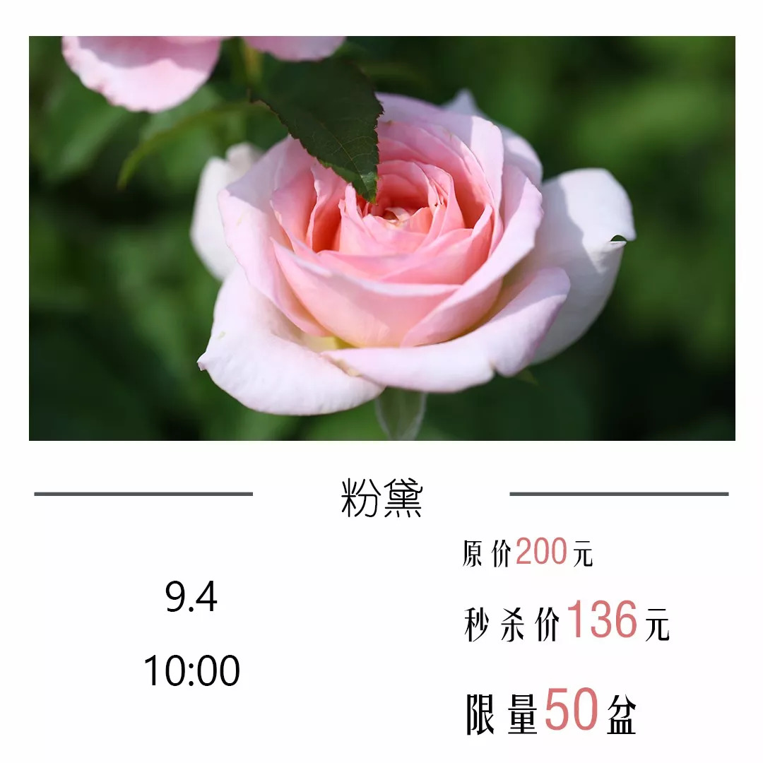 自育月季6.8折秒杀,每天限时限量50棵