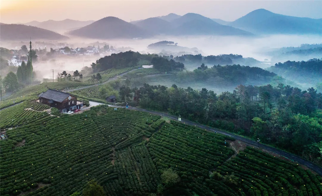 有一个地方叫黄龙岘有一种茶叫白露茶