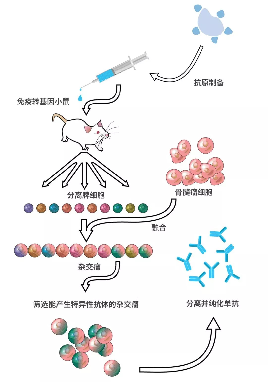 利用转基因小鼠制备抗体的流程图(图:wiki)