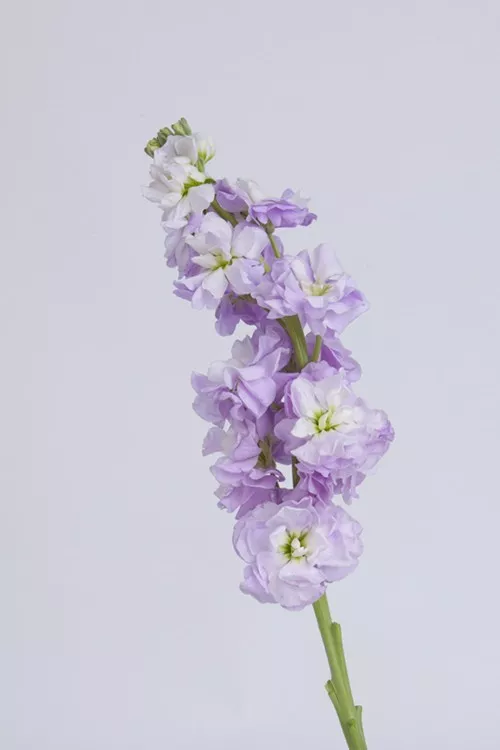紫罗兰的花语是"永恒的美与爱,质朴,美德",其寓意是"永恒的魅力"