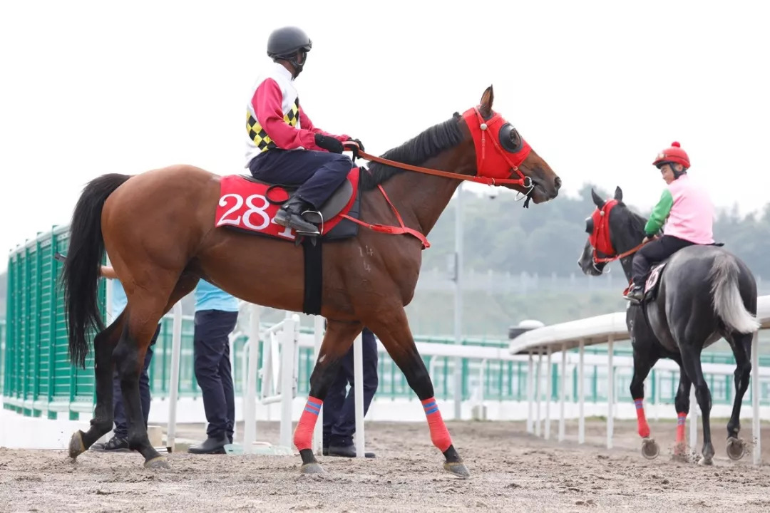 视频直击现场历时8年香港赛马会从化马场正式开幕