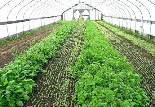 科普:大棚蔬菜农药残留量超标率高吗?