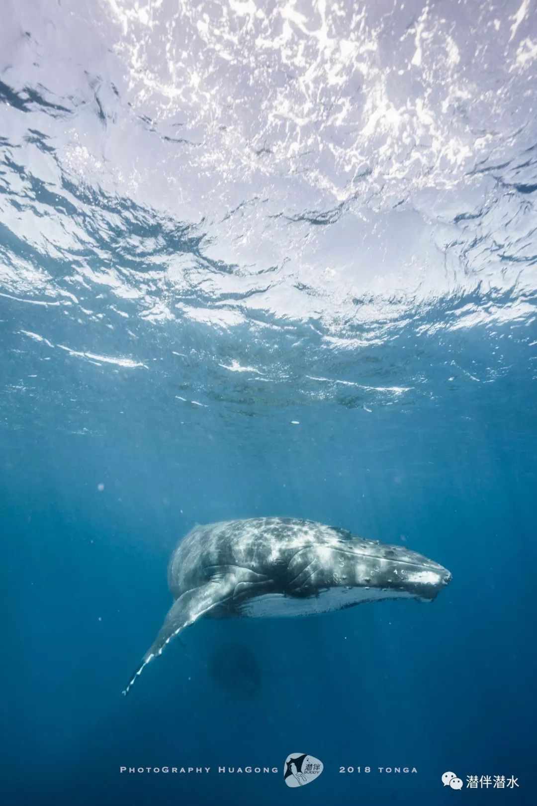 【推广】2019年8月汤加精艺求"鲸",与鲸鱼同游就是那么简单!