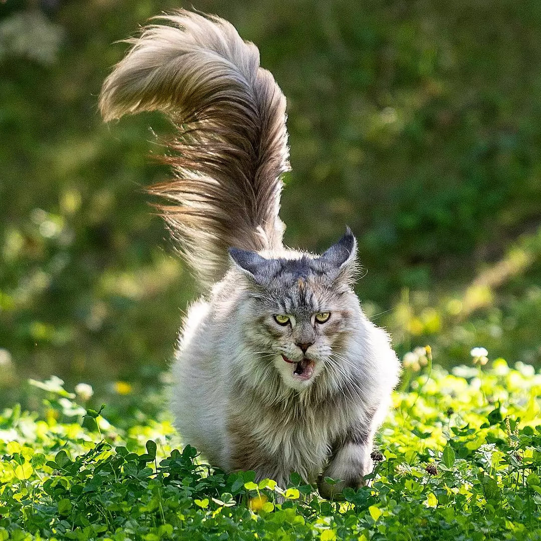 Acalypha 猫尾巴 雪尼尔植物 - Pixabay上的免费照片 - Pixabay