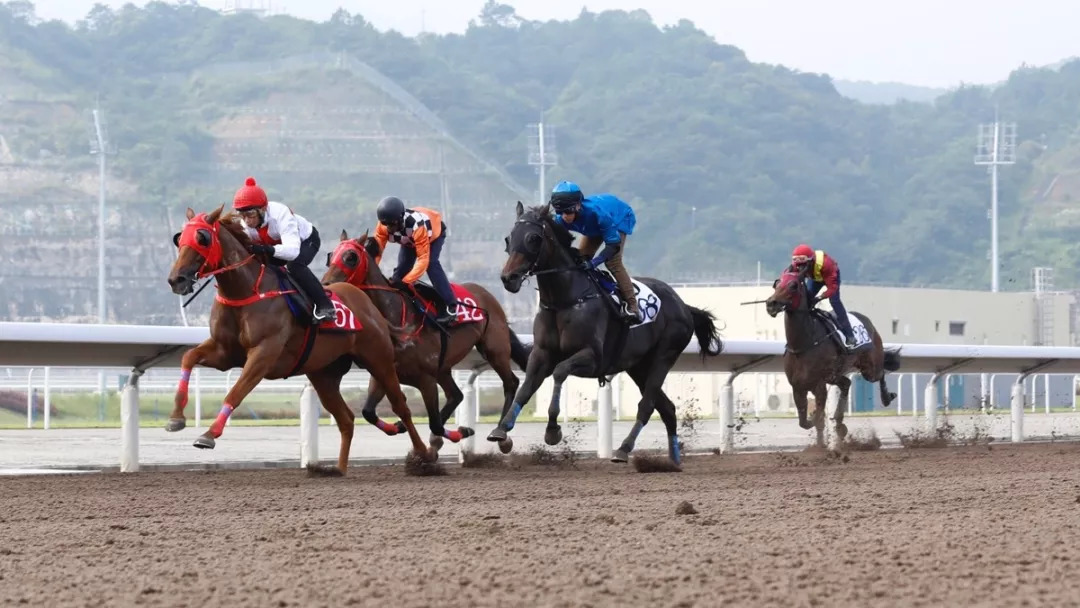 视频直击现场历时8年香港赛马会从化马场正式开幕