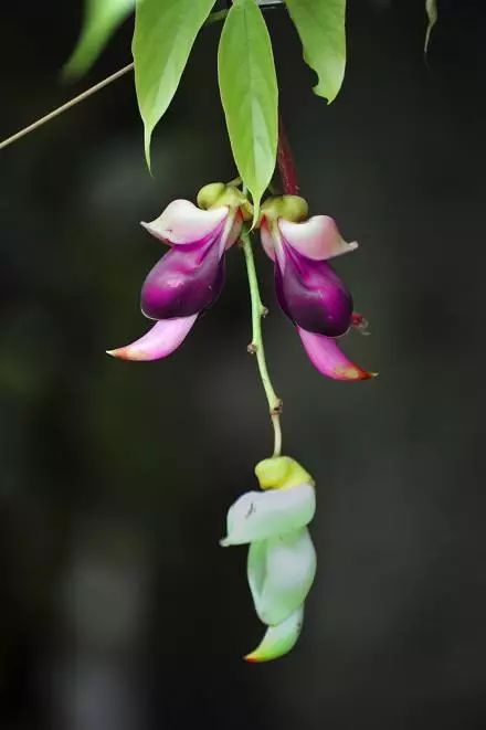 奇花异草,大饱眼福(绝美)