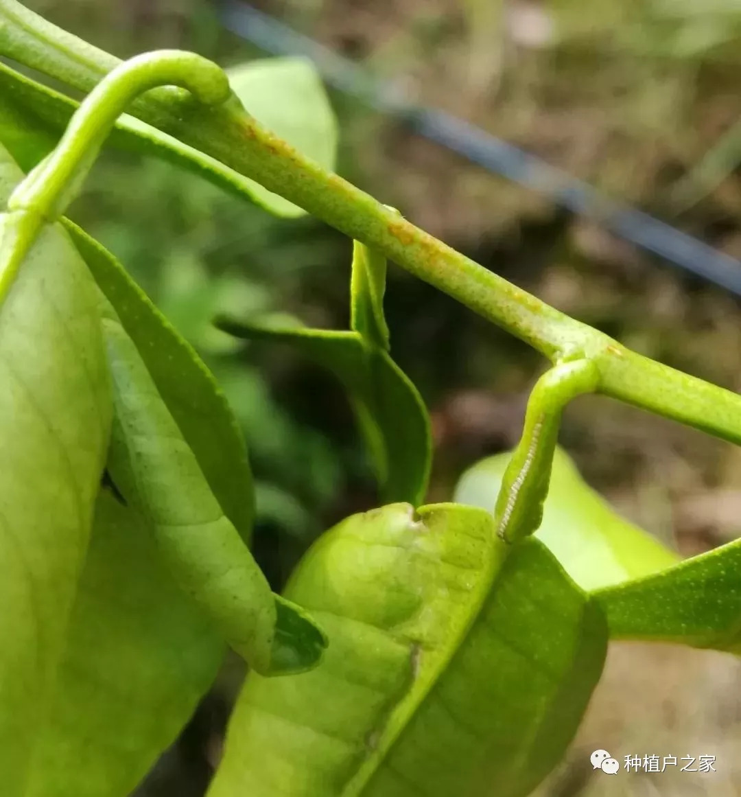 柑橘缺铜症状