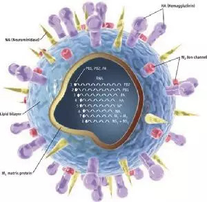 流感病毒人口_流感病毒图片(2)