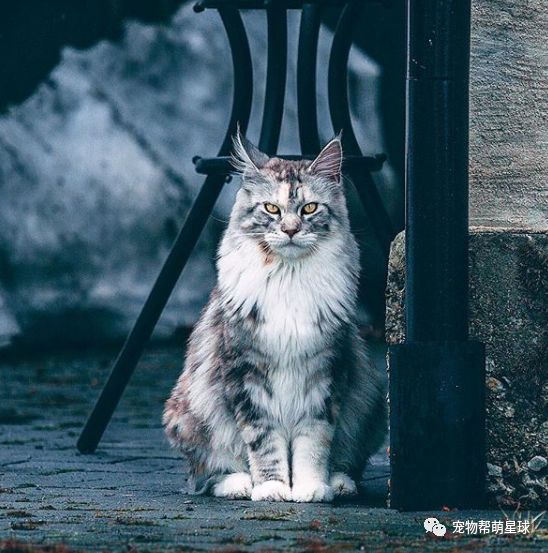 自带霸王之气的缅因猫,喵主子:怎么样,爱上朕你怕了吗