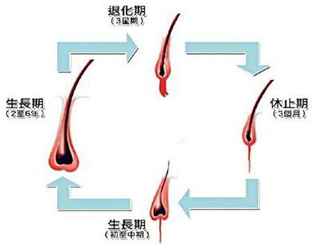 那这和雄激素有什么关系呢?